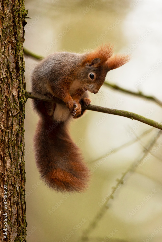 Cute red squirrel (Sciurur vulgaris) climbing on tree trunk bark in autumn forest. Photo with nice blured colors in background.