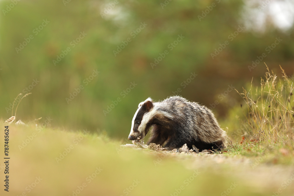 European badger, Meles meles, eat something on summer meadow. Cute wild animal in summer afternoon. Wildlife scene from nature