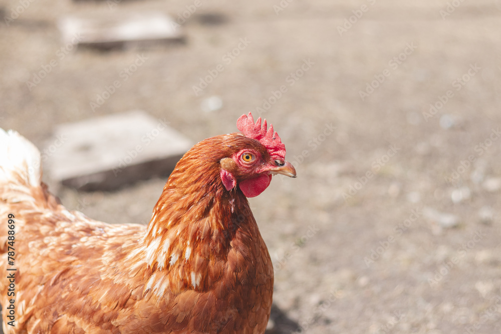 Fototapeta premium Domestic chicken with brown and white feathers running around the yard in the free range. Organic chickens. Homegrown eggs. Funny expression