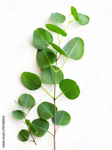 Green Plant With Leaves on White Background