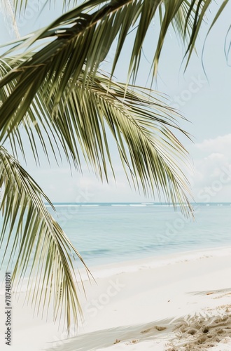 Palm Tree on Sandy Beach