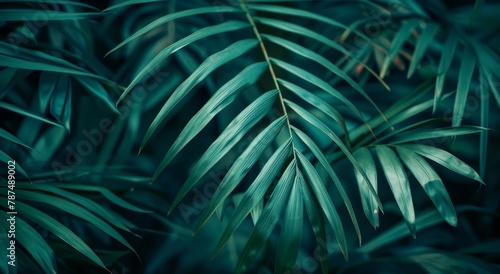 Close Up of Palm Tree Leaves