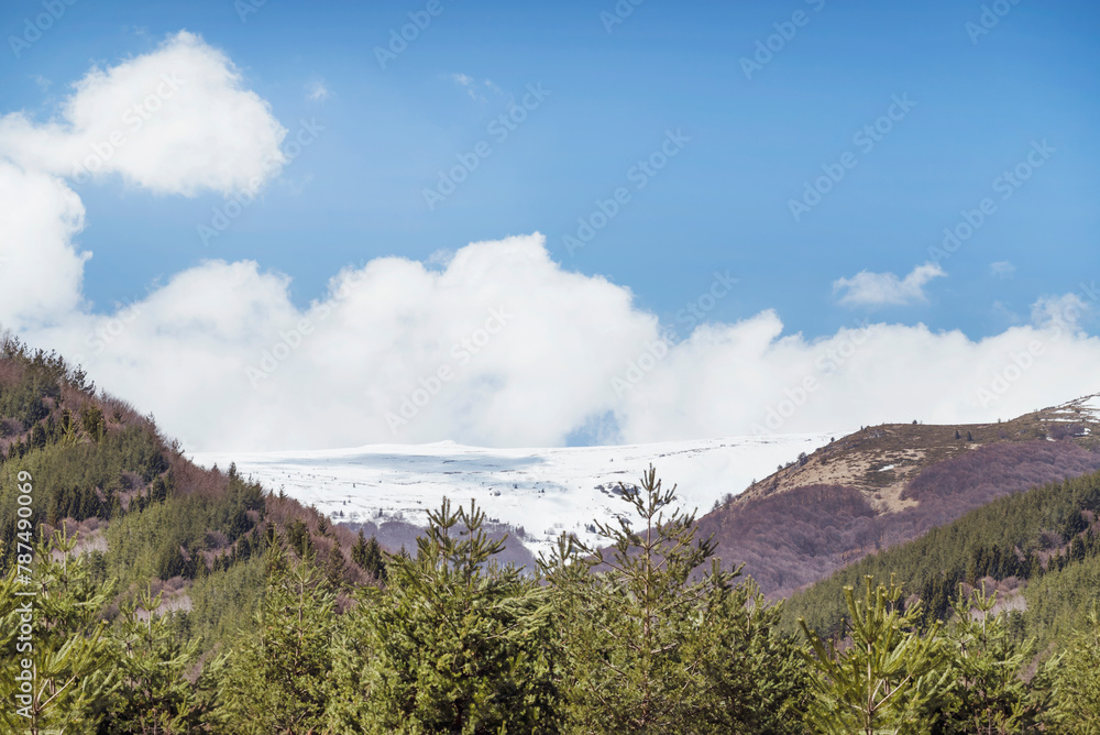 Beautiful Spring Landscape with Pine Trees and Clouds . Vitosha Mountain ,Bulgaria 
