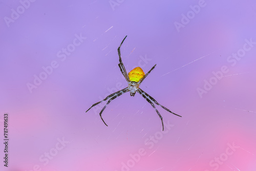 Spider on orange sky background