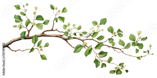 Wallpaper Mural PNG Branch plant leaf tree. Torontodigital.ca