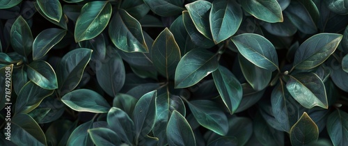 Close Up of a Lush Green Plant With Abundant Leaves