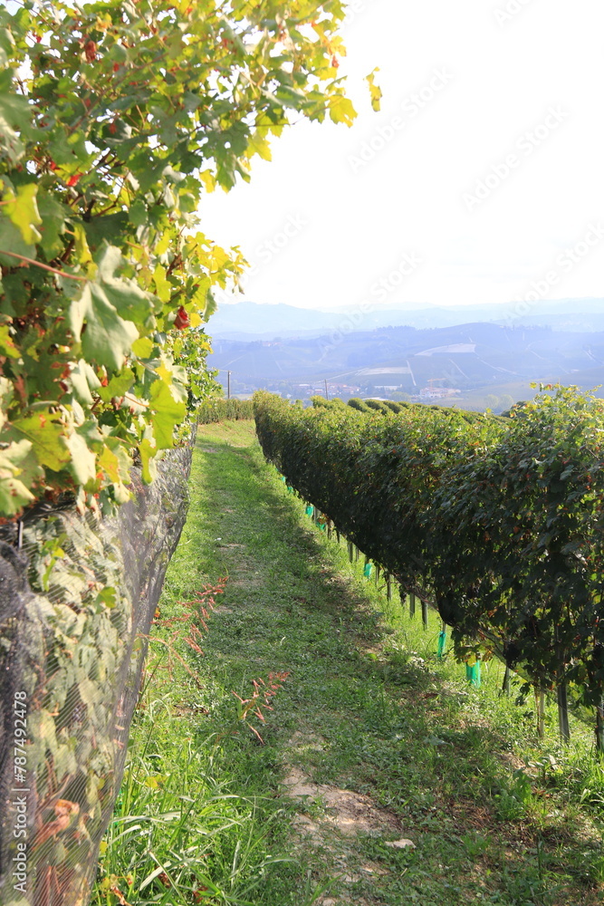 Naklejka premium vineyard in the autumn