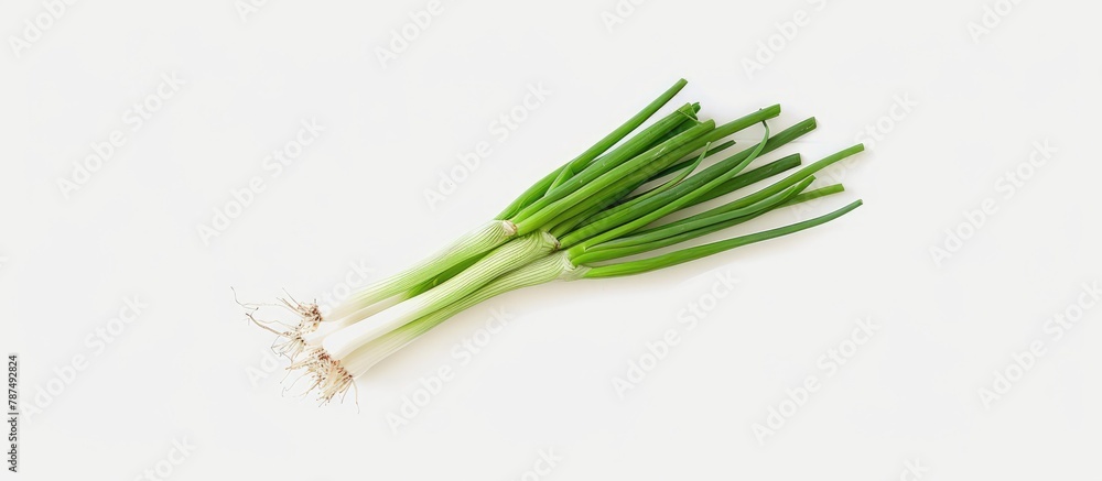 Green onion isolated against a white backdrop Green onion isolated against a white backdrop