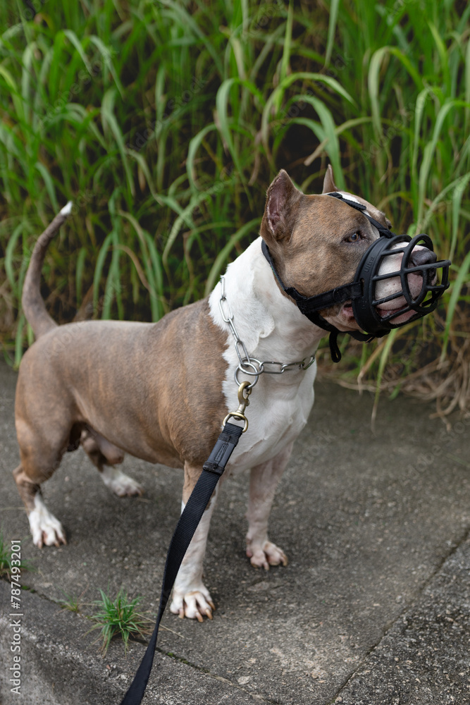Urban Canine: Muzzled Pitbull on a Stroll by the Grass