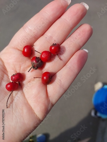red currants in a hand