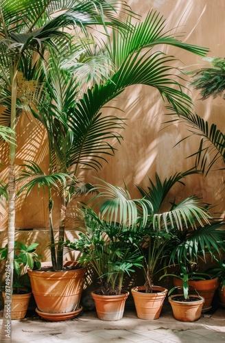 Multiple Potted Plants Arranged Neatly Together