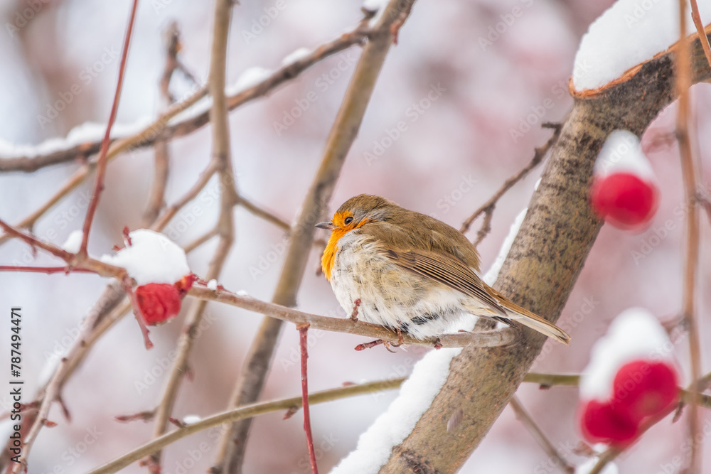 Cute bird the European Robin, Erithacus rubecula. sitting on the tree branch in winter. Cute bird the European Robin, Erithacus rubecula. sitting on the tree branch in winter.