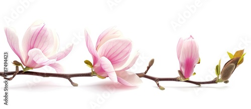 Magnolia blossom on a spring twig with a white background.