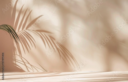 Shadow of Palm Tree Leaves on Wall