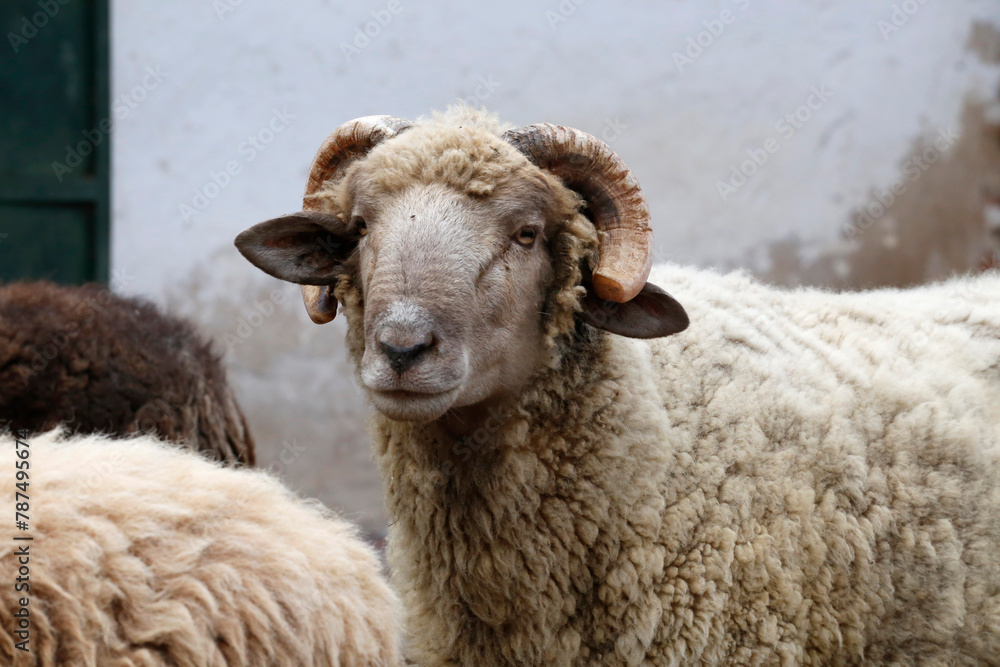 Closeup of white ram walking from front with background with copy space. Male sheep. Farm animals. Agricultural and livestock industry. Closeup of white ram walking from front with background with copy space. Male sheep. Farm animals. Agricultural and livestock industry.