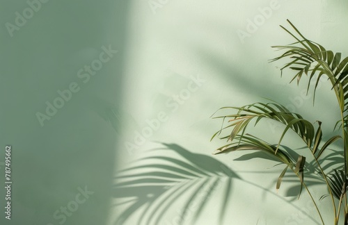 Palm Tree Casting Shadow on Wall