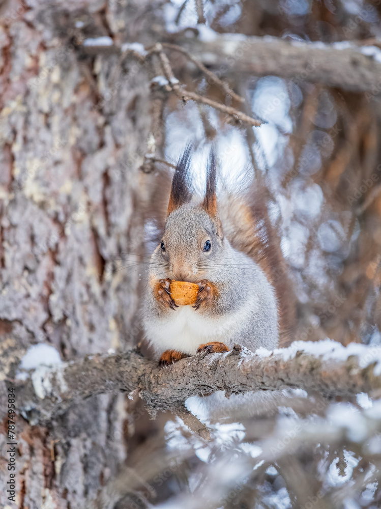 The squirrel with nut sits on tree in the winter or late autumn The squirrel with nut sits on tree in the winter or late autumn