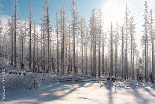 Verschneite Wälder im Harz mit Gegenlicht