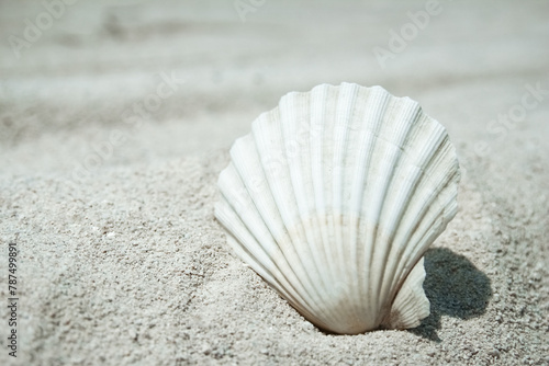 beautiful seashells by the sea on nature background