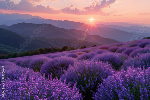 Sunrise in the mountains purple lavender