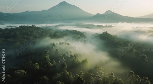 Aerial View of Forest With Mountain Background
