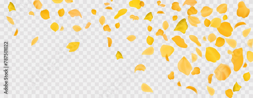 Yellow falling rose or sunflowers petals.Transparent panoramic horizontal background.Amber flower spring template.