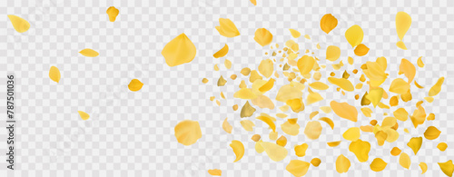 Yellow falling rose or sunflowers petals.Transparent panoramic horizontal background.Amber flower spring template.