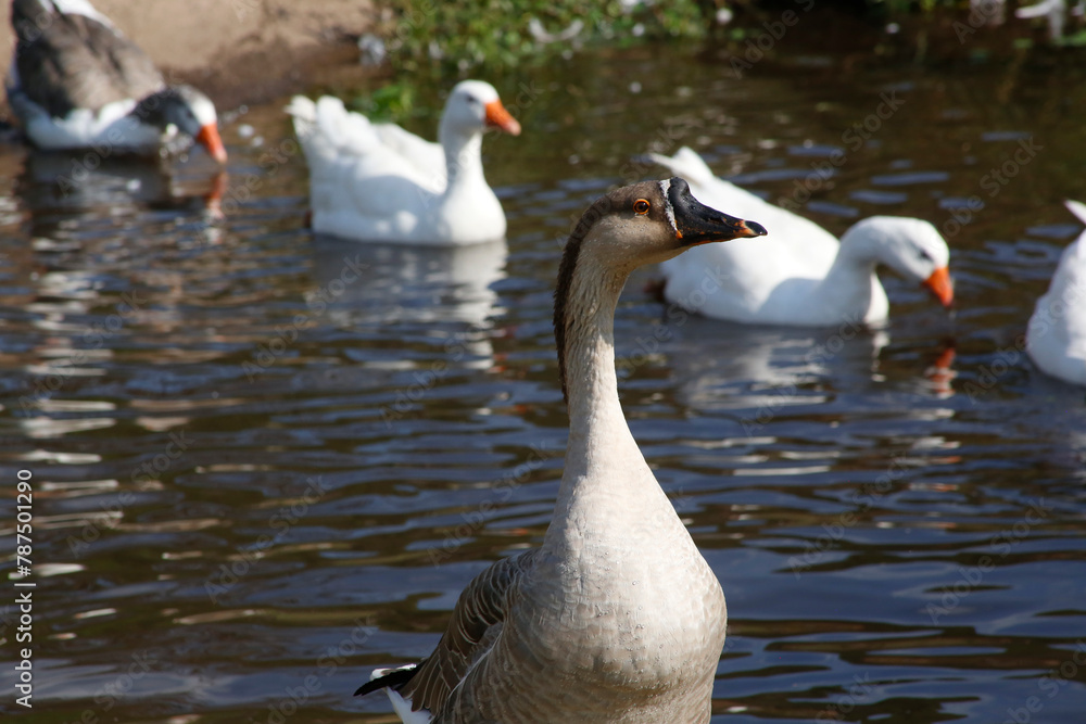 Obraz premium Group of geese of various colors swimming in natural pond. Domestic farm birds. Poultry industry. Wild animals.