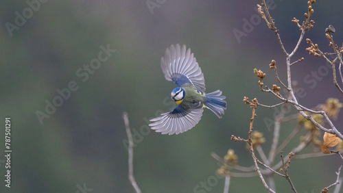 Eurasian Blue Tit 