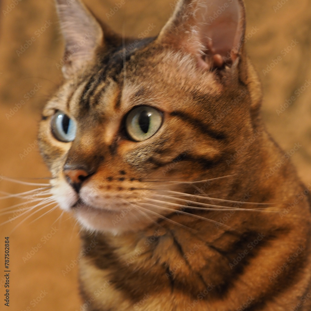 artistic photo of pure breed bengal cat - feline domestic pet portraiture 
