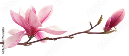 A pink magnolia flower that is isolated on a white background.