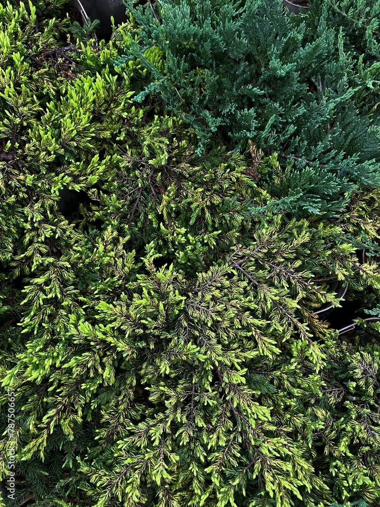 Fototapeta premium Green plant 