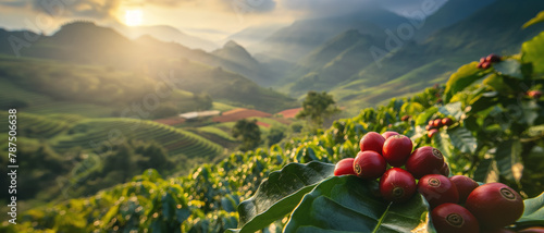 Bright morning sun shines over coffee plantation or farm. Red raw berries on small shrubs in foreground. Generative AI