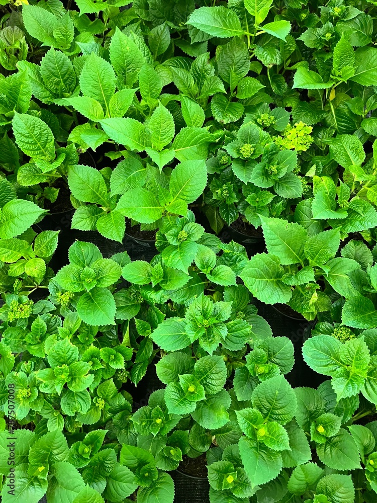 Green plant with flowers close up Green plant with flowers close up