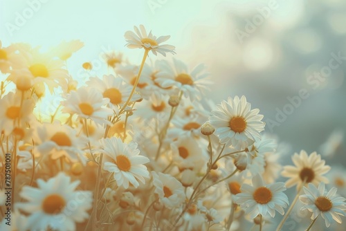 Daisies Clustered in Grass