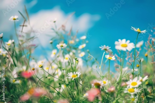 Field of White Daisies Under Blue Sky