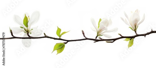 Wallpaper Mural Magnolia blossom on a spring twig with a white background. Torontodigital.ca