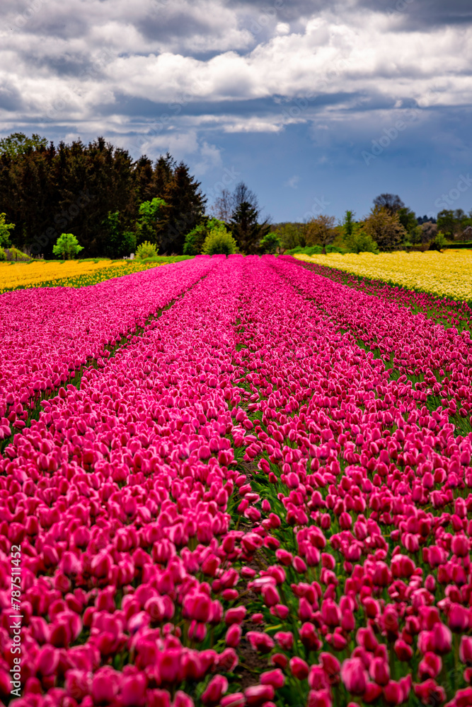 field of tulips in the netherlands