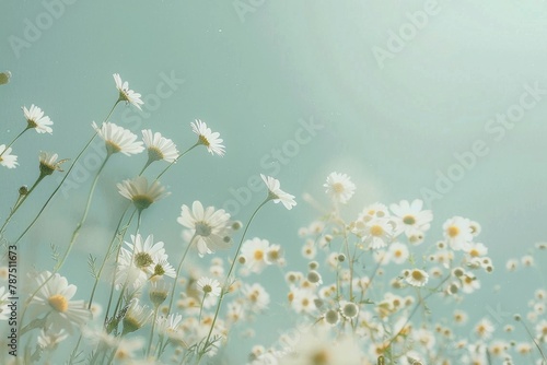 Field of Daisies With Sun Shining