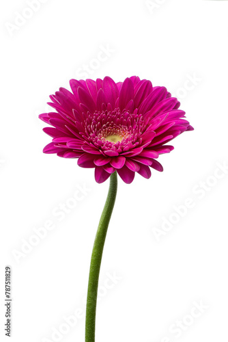 pink gerberas on a white background