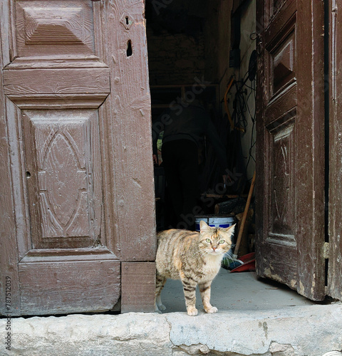 cat on the door