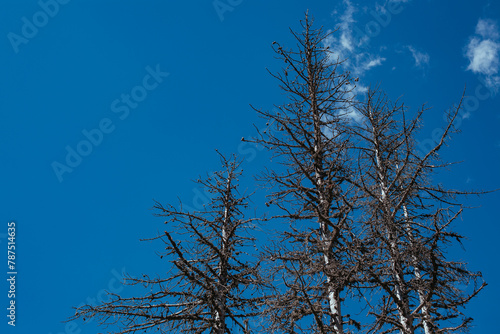 Tree tops in a withered forest, consequences of a natural disaster