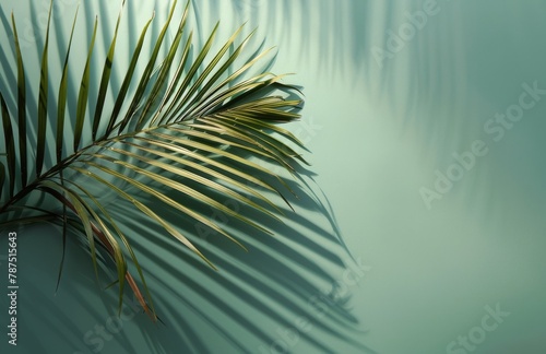 Palm Tree Casting Shadow on Wall