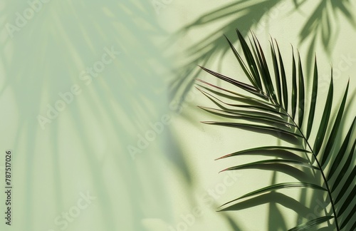 Palm Tree Casting Shadow on Wall