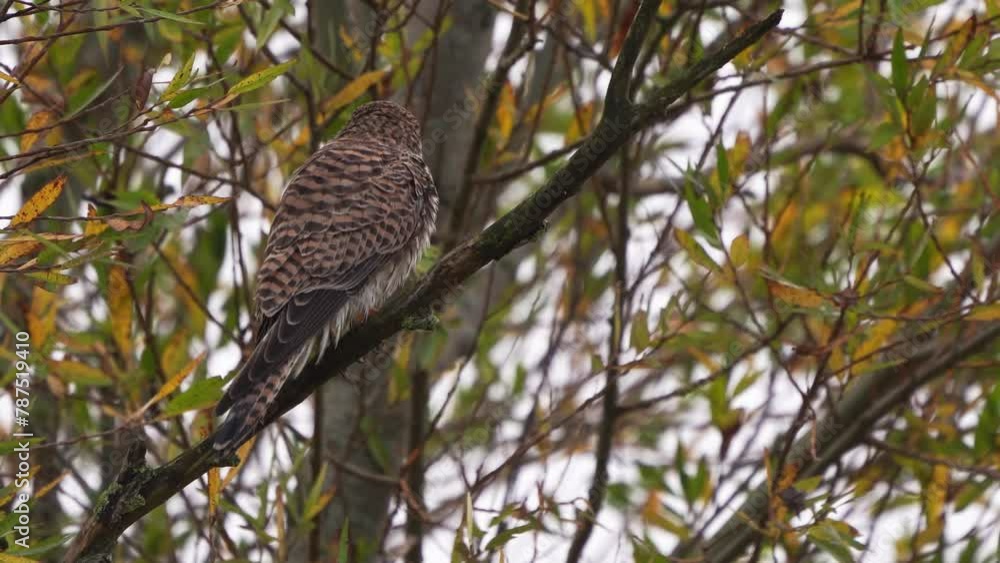 A female common kestrel (Falco tinnunculus) sitting in a tree while it is raining. A female common kestrel (Falco tinnunculus) sitting in a tree while it is raining.