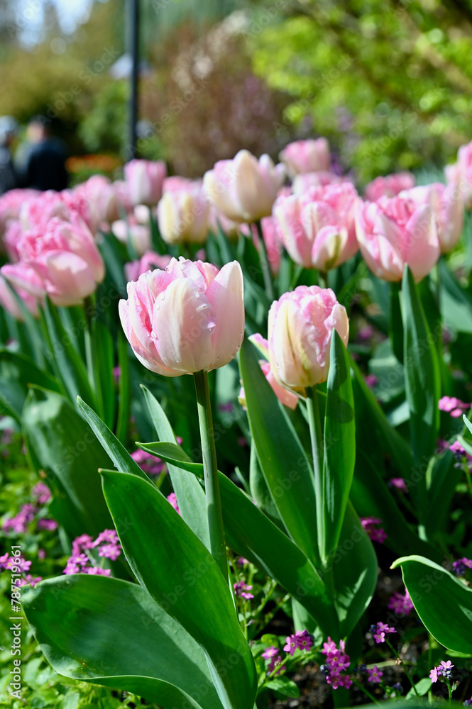Fototapeta premium Spring flowers and bulbs in full bloom in beautiful estate garden park, tulips, daffodils, narcissus, gorgeous seasonal landscape