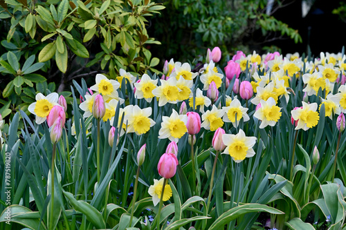 Spring flowers and bulbs in full bloom in beautiful estate garden park, tulips, daffodils, narcissus, gorgeous seasonal landscape