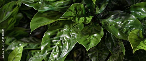 Close Up of a Lush Green Plant With Abundant Leaves