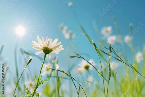 Daisy in a Field of Grass With Sun Background