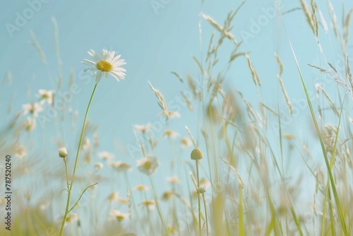 Daisy in a Field of Grass With Sun Background